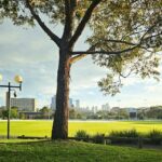 Costo de vida en australia: gran árbol en un parque con el skyline de Melbourne al fondo