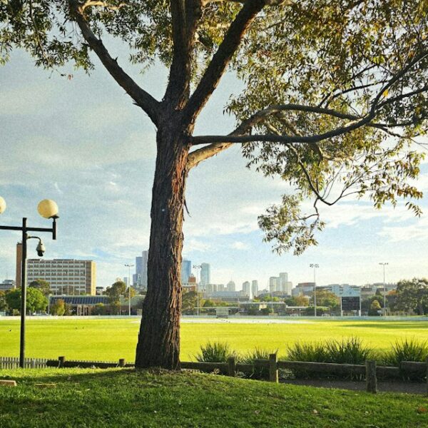 Costo de vida en australia: gran árbol en un parque con el skyline de Melbourne al fondo