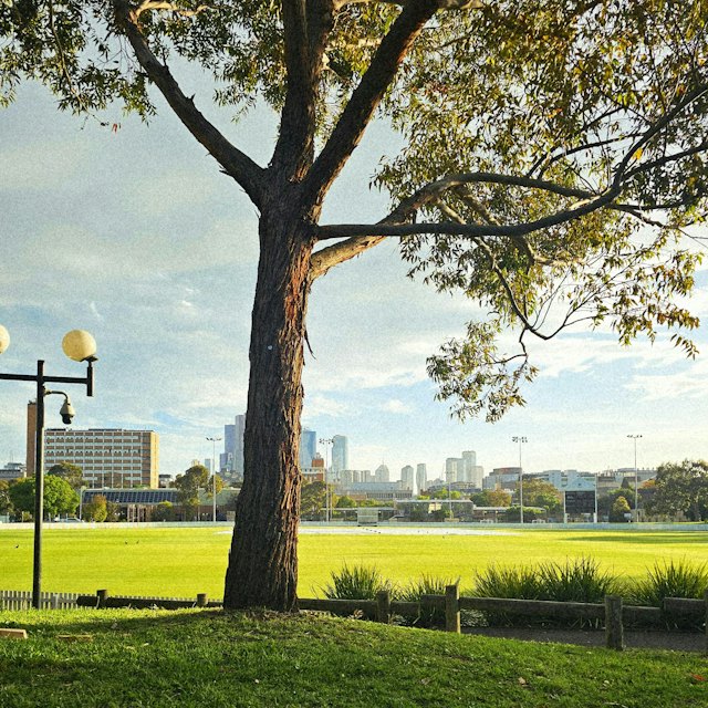 Costo de vida en australia: gran árbol en un parque con el skyline de Melbourne al fondo