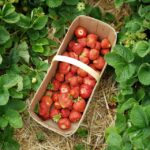 Voluntariado en el extranjero para adultos: canasta de frutillas en medio de un campo
