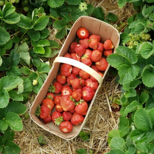Voluntariado en el extranjero para adultos: canasta de frutillas en medio de un campo