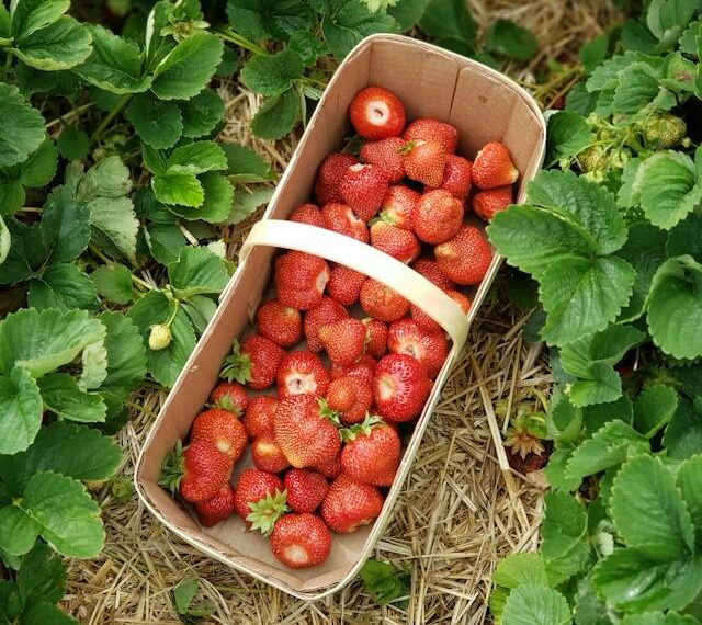 Voluntariado en el extranjero para adultos: canasta de frutillas en medio de un campo