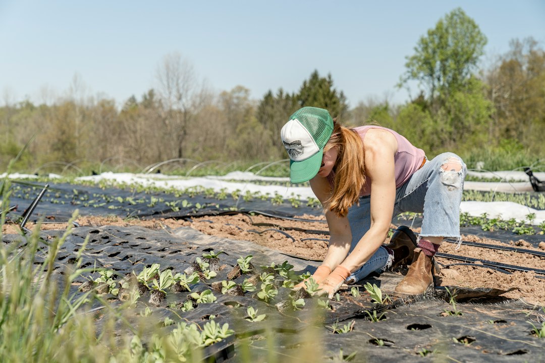 Voluntaria plantando plantines de primavera en una granja pequeña, un tipo de proyecto que recibe voluntarios